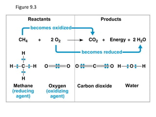 Figure 9.3
Reactants Products
Methane
(reducing
agent)
Oxygen
(oxidizing
agent)
Carbon dioxide Water
becomes oxidized
becomes reduced
 