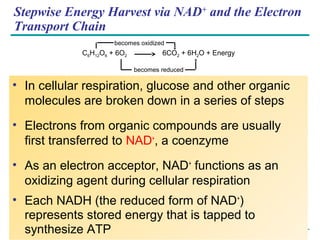 Copyright © 2005 Pearson Education, Inc. publishing as Benjamin Cummings
Stepwise Energy Harvest via NAD+
and the Electron
Transport Chain
• In cellular respiration, glucose and other organic
molecules are broken down in a series of steps
• Electrons from organic compounds are usually
first transferred to NAD+
, a coenzyme
• As an electron acceptor, NAD+
functions as an
oxidizing agent during cellular respiration
• Each NADH (the reduced form of NAD+
)
represents stored energy that is tapped to
synthesize ATP
C6H12O6 + 6O2 6CO2 + 6H2O + Energy
becomes oxidized
becomes reduced
 