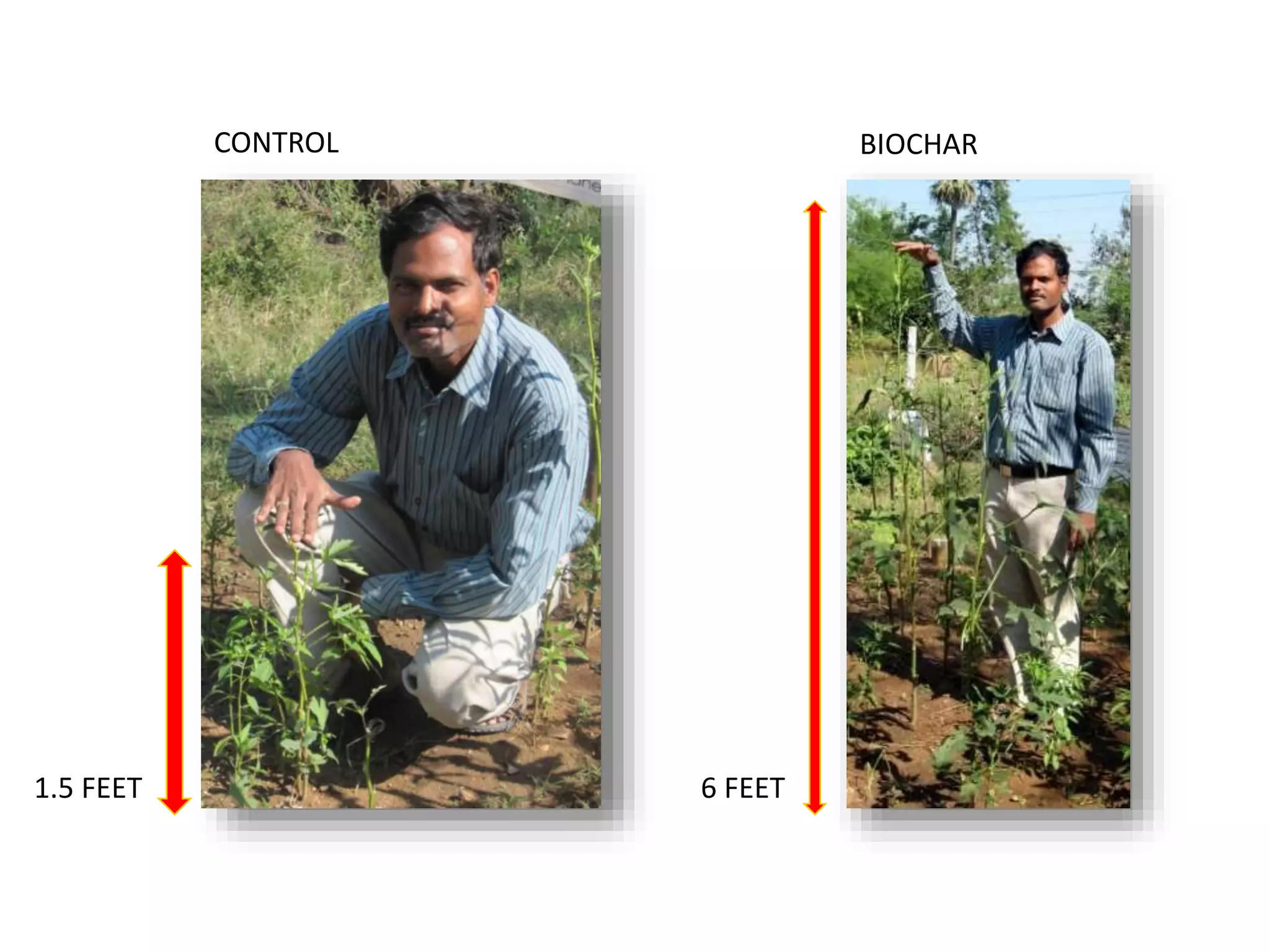 1.5 FEET 6 FEET
CONTROL BIOCHAR
 
