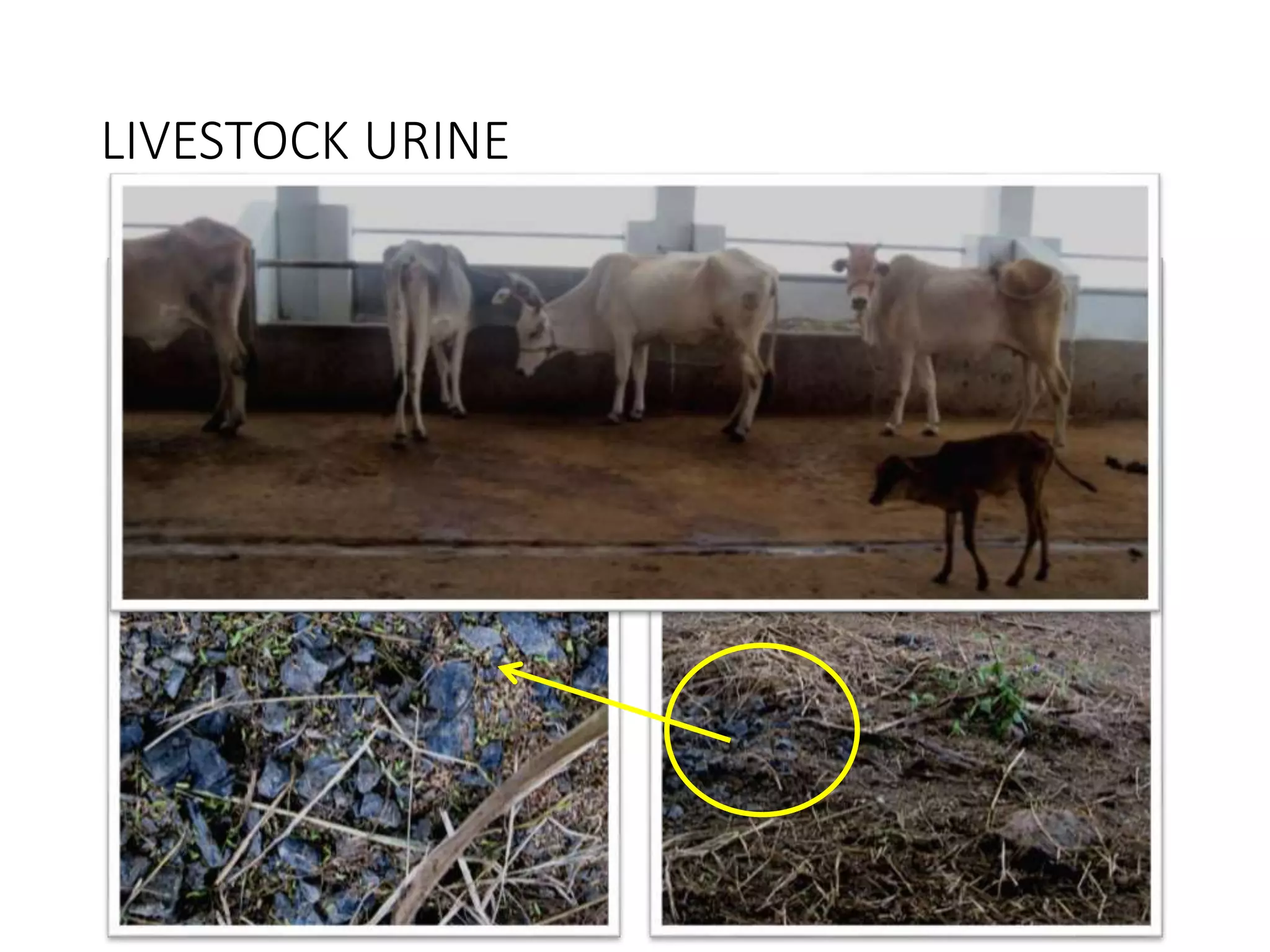 LIVESTOCK URINE
 