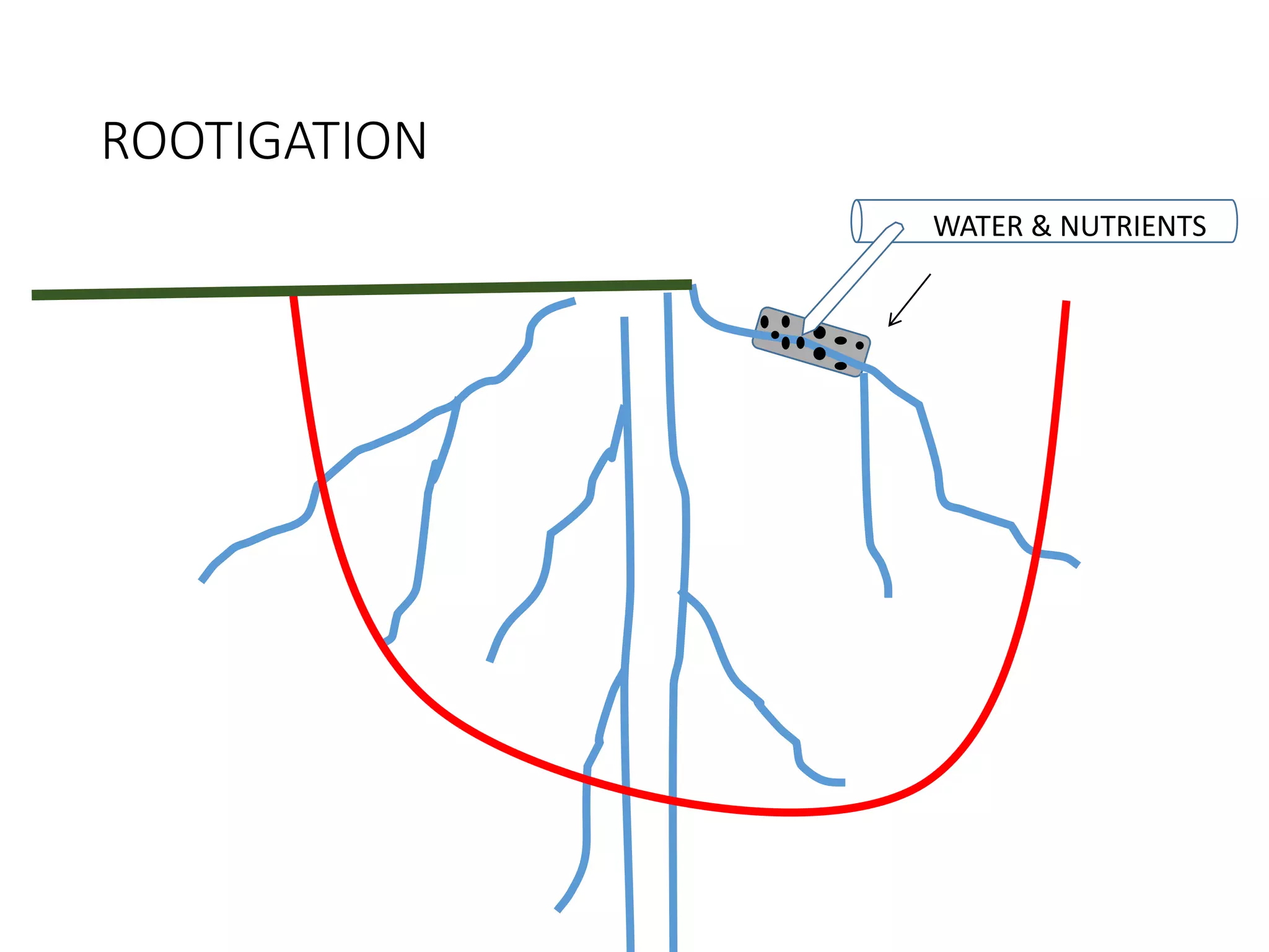 W
A
T
E
R
WATER & NUTRIENTS
ROOTIGATION
 
