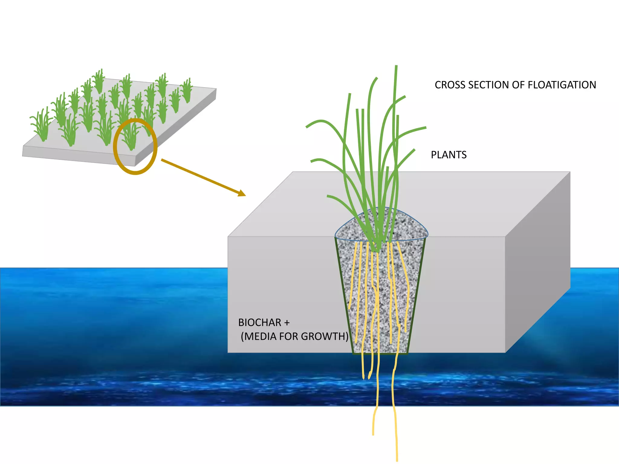 CROSS SECTION OF FLOATIGATION
BIOCHAR +
(MEDIA FOR GROWTH)
PLANTS
 