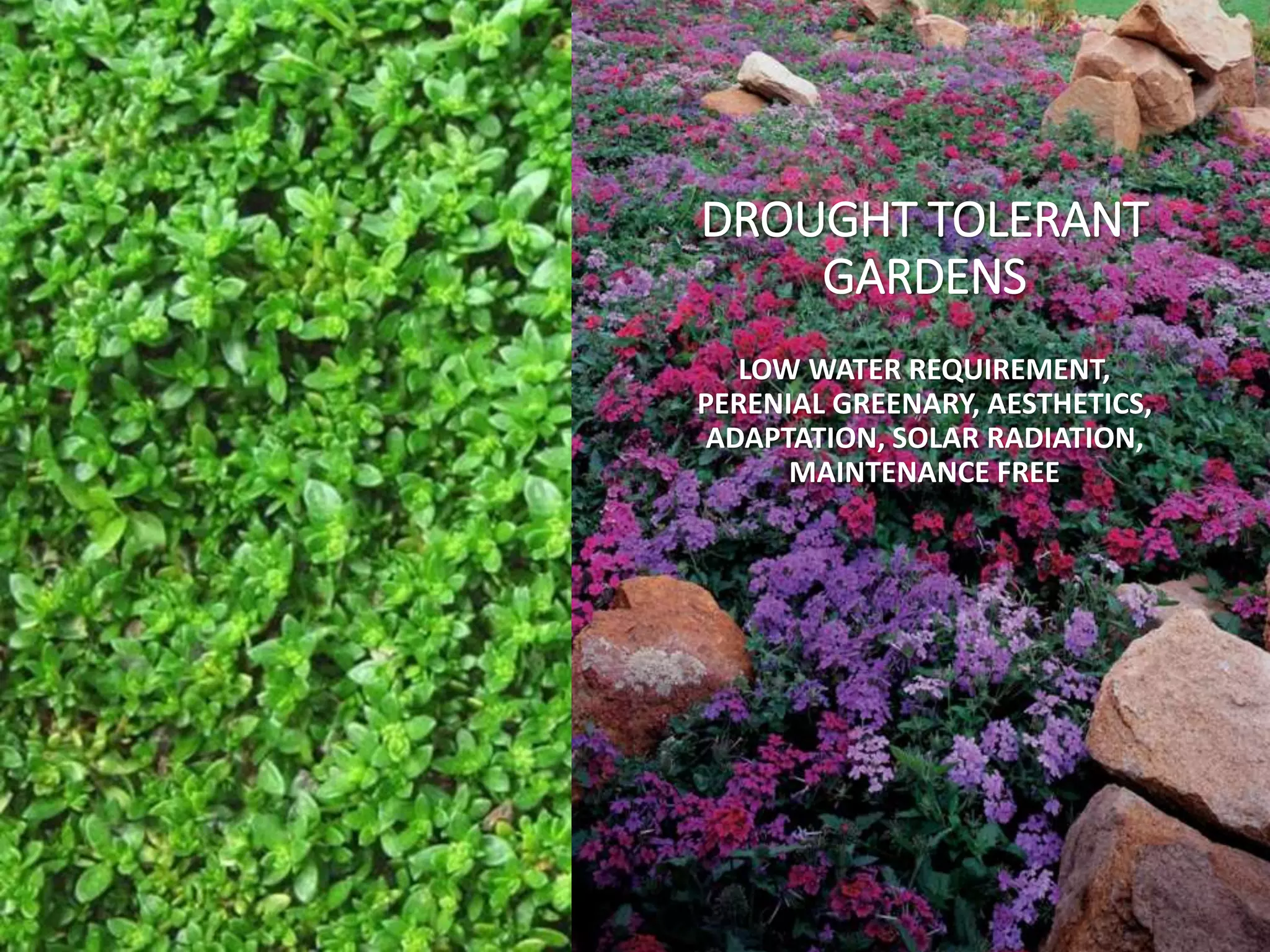 DROUGHT TOLERANT
GARDENS
LOW WATER REQUIREMENT,
PERENIAL GREENARY, AESTHETICS,
ADAPTATION, SOLAR RADIATION,
MAINTENANCE FREE
 