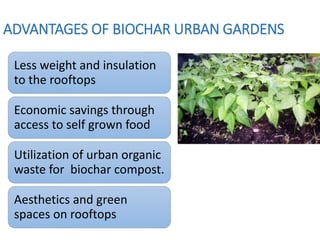ADVANTAGES OF BIOCHAR URBAN GARDENS
Less weight and insulation
to the rooftops
Economic savings through
access to self grown food
Utilization of urban organic
waste for biochar compost.
Aesthetics and green
spaces on rooftops
 