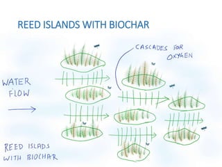 REED ISLANDS WITH BIOCHAR
 