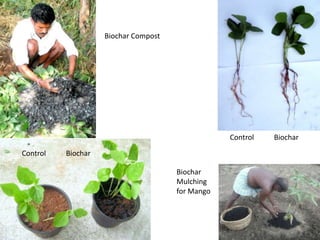 Biochar Compost Control           Biochar  Control           Biochar  Biochar Mulching for Mango 