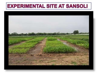 Biochar preparation and effect of biochars on corn growth, yield ...