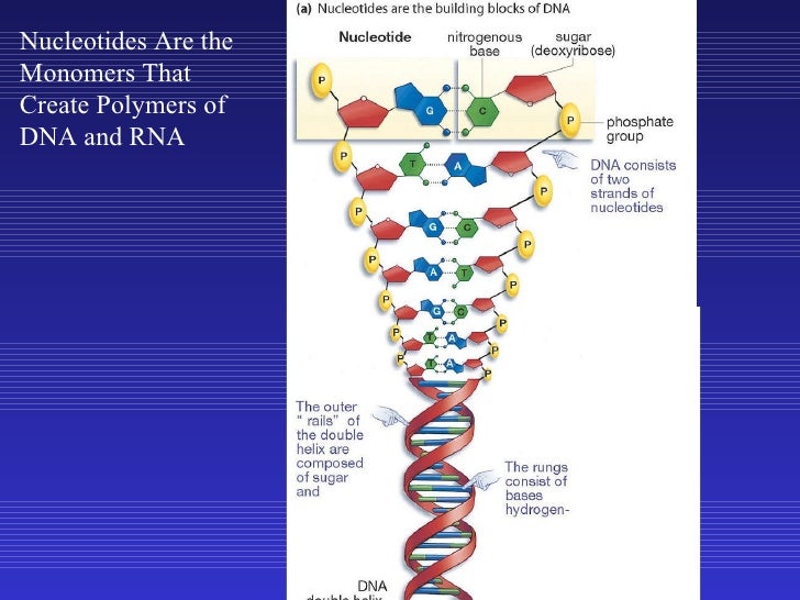 Are DNA and RNA polymers composed of monomers?
