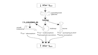 Calciphan Function SOURCES ,BIOCHEMICAL FUNCTION AND CLINICAL SIGNIFICANCES OF CALCIUM AND ...