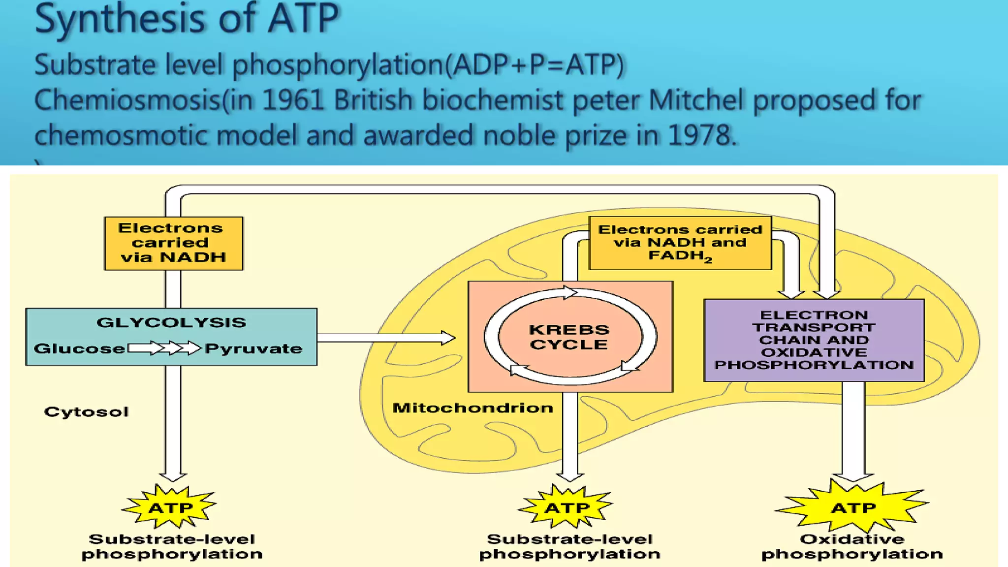 Electron Transport Chain and oxidative phosphorylation | PPTX