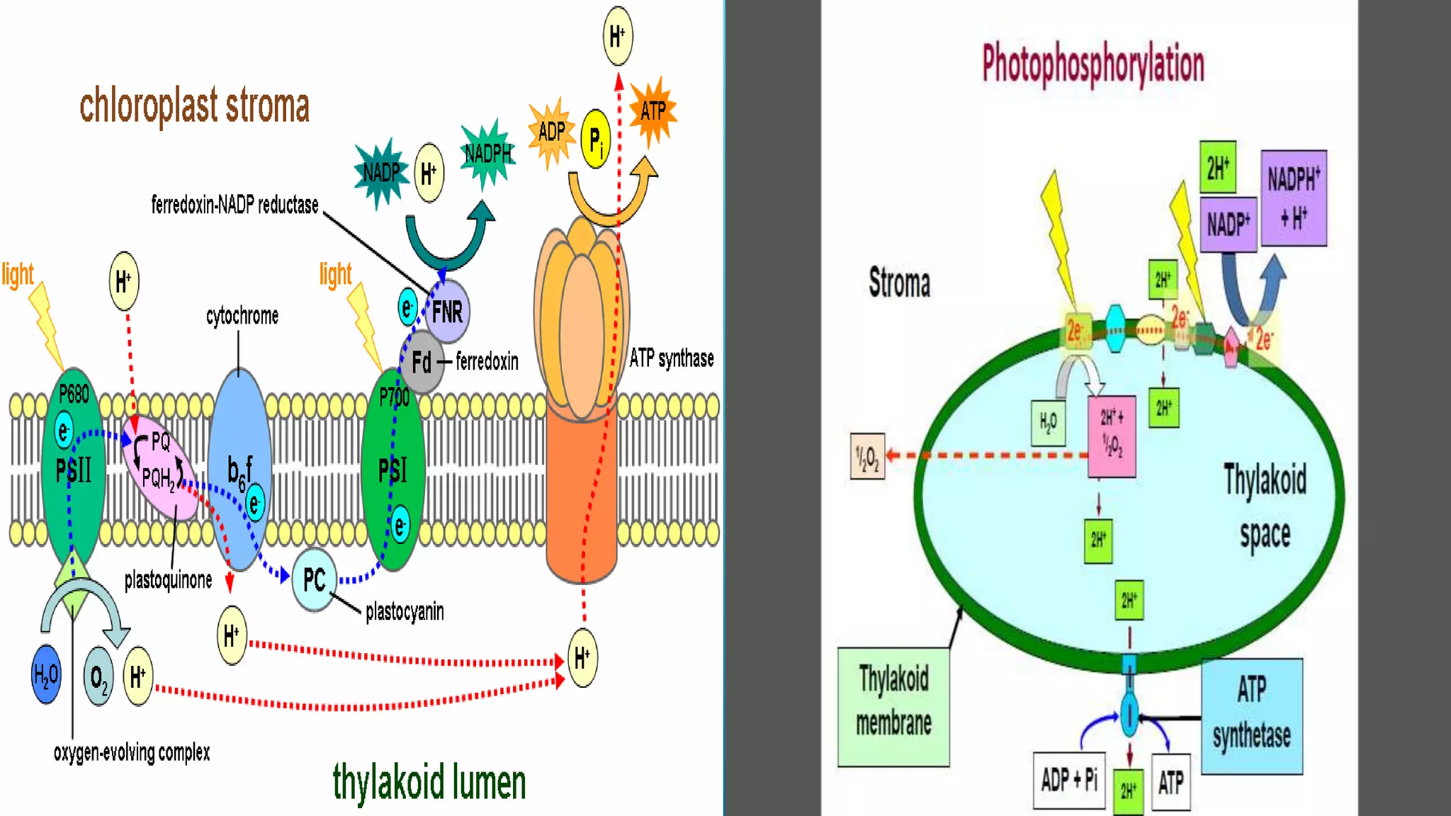 Electron Transport Chain and oxidative phosphorylation | PPTX