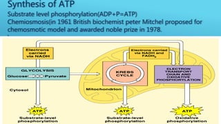 Electron Transport Chain and oxidative phosphorylation | PPTX