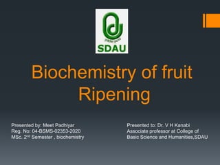 Biochemistry of fruit
Ripening
Presented by: Meet Padhiyar
Reg. No: 04-BSMS-02353-2020
MSc. 2nd Semester , biochemistry
Presented to: Dr. V H Kanabi
Associate professor at College of
Basic Science and Humanities,SDAU
 