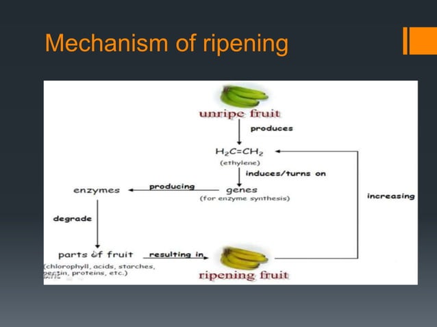 Biochemistry of Fruit Ripening | PPTX | Agriculture | Industries