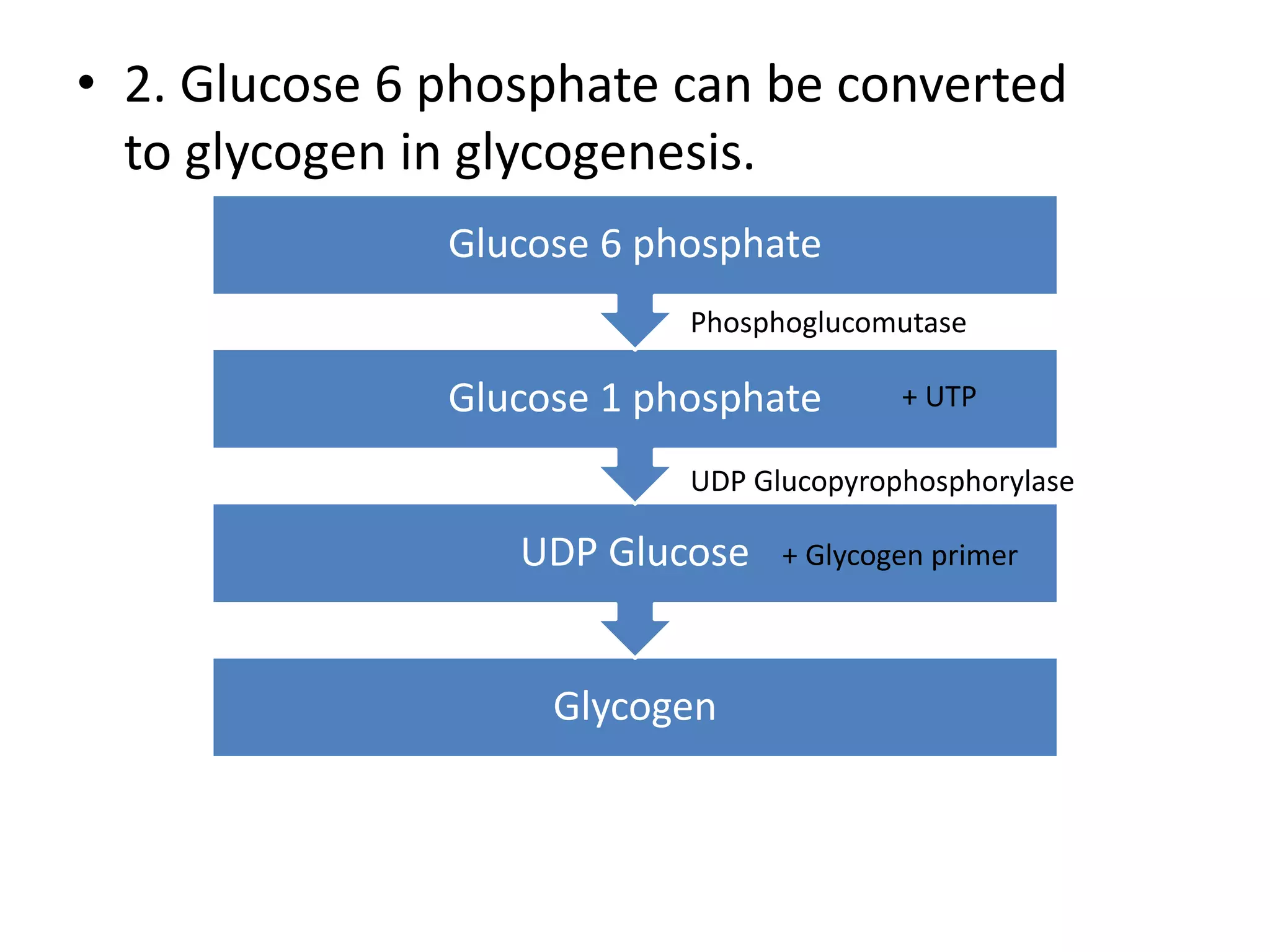 Sources And Fate Of Glucose 6 Phosphate | PPTX