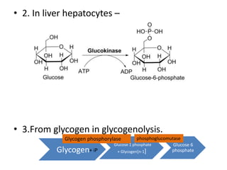 Sources And Fate Of Glucose 6 Phosphate | PPT