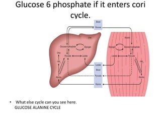 Sources And Fate Of Glucose 6 Phosphate | PPT
