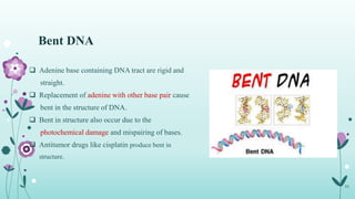 Bent DNA
10
 Adenine base containing DNA tract are rigid and
straight.
 Replacement of adenine with other base pair cause
bent in the structure of DNA.
 Bent in structure also occur due to the
photochemical damage and mispairing of bases.
 Antitumor drugs like cisplatin produce bent in
structure.
 