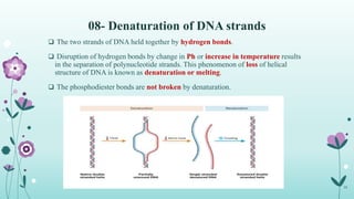 08- Denaturation of DNA strands
 The two strands of DNA held together by hydrogen bonds.
 Disruption of hydrogen bonds by change in Ph or increase in temperature results
in the separation of polynucleotide strands. This phenomenon of loss of helical
structure of DNA is known as denaturation or melting.
 The phosphodiester bonds are not broken by denaturation.
16
 