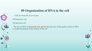09 Organization of DNA in the cell
Cells are basically of two types:
Prokaryotic cell
Eukaryotic cell
The size of DNA is thousands time greater then the size of the nucleus itself, so DNA
is compactly packed in the nucleus of the cell
20
 