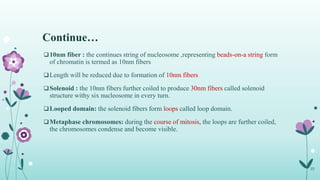 Continue…
10nm fiber : the continues string of nucleosome ,representing beads-on-a string form
of chromatin is termed as 10nm fibers
Length will be reduced due to formation of 10nm fibers
Solenoid : the 10nm fibers further coiled to produce 30nm fibers called solenoid
structure withy six nucleosome in every turn.
Looped domain: the solenoid fibers form loops called loop domain.
Metaphase chromosomes: during the course of mitosis, the loops are further coiled,
the chromosomes condense and become visible.
23
 