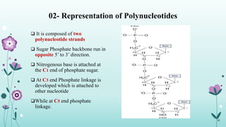 02- Representation of Polynucleotides
 It is composed of two
polynucleotide strands
 Sugar Phosphate backbone run in
opposite 5’ to 3’ direction.
 Nitrogenous base is attached at
the C1 end of phosphate sugar.
 At C3 end Phosphate linkage is
developed which is attached to
other nucleotide
While at C5 end phosphate
linkage.
02
 