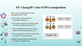 03- Chargaff’s rule of DNA composition
This rule was proposed by Erwin
Chargaff in late 1940s.
 The rules of base pairing or
nucleotide pairing are:
 The purine adenine (A) always pairs
with the pyrimidine thymine (T).
 The pyrimidine cytosine (C) always
pairs with the purine guanine (G).
 The composition of DNA varies from
one specie to another specie.
Single-stranded DNA and RNA do
not obey Chargaff’s rule
03
 