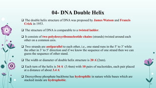 04- DNA Double Helix
 The double helix structure of DNA was proposed by James Watson and Francis
Crick in 1953.
 The structure of DNA is comparable to a twisted ladder.
 It consists of two polydeoxyribonucleotide chains (strands) twisted around each
other on a common axis.
 Two strands are antiparallel to each other, i.e., one stand runs in the 5’ to 3’ while
the other in 3’ to 5’ direction and if we know the sequence of one strand then we can
guess the sequence of other stand.
 The width or diameter of double helix structure is 20 A (2nm).
 Each turn of the helix is 34 A (3.4nm) with 10 pairs of nucleotides, each pair placed
at a distance of about 3.4 A
 Deoxyribose phosphate backbone has hydrophilic in nature while bases which are
stacked inside are hydrophobic.
05
 