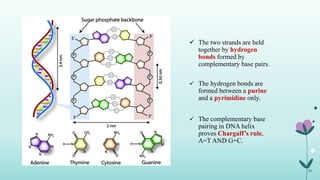  The two strands are held
together by hydrogen
bonds formed by
complementary base pairs.
 The hydrogen bonds are
formed between a purine
and a pyrimidine only.
 The complementary base
pairing in DNA helix
proves Chargaff’s rule,
A=T AND G=C.
06
 