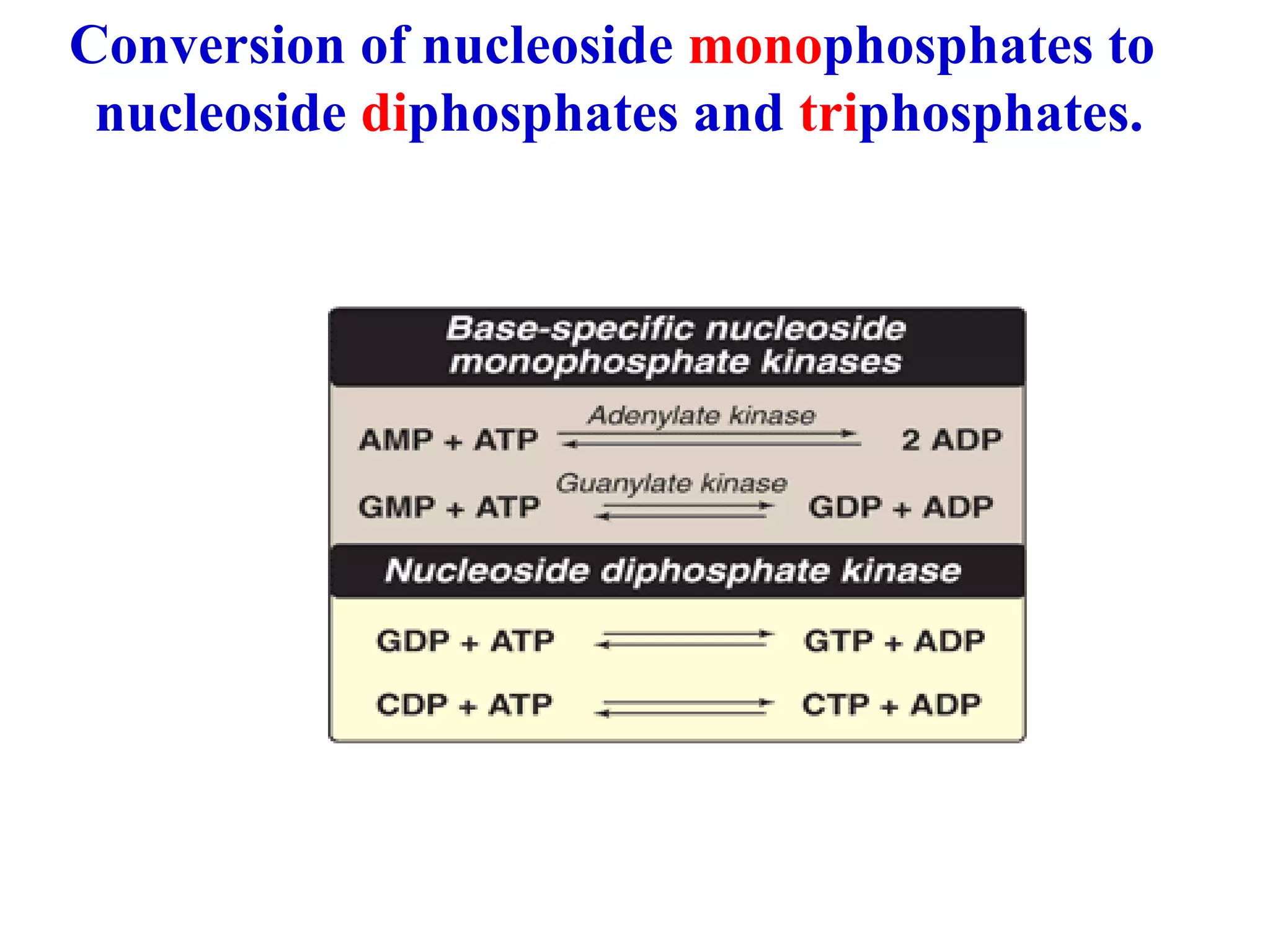Conversion of nucleoside mono phosphates to nucleoside di phosphates and tri phosphates.