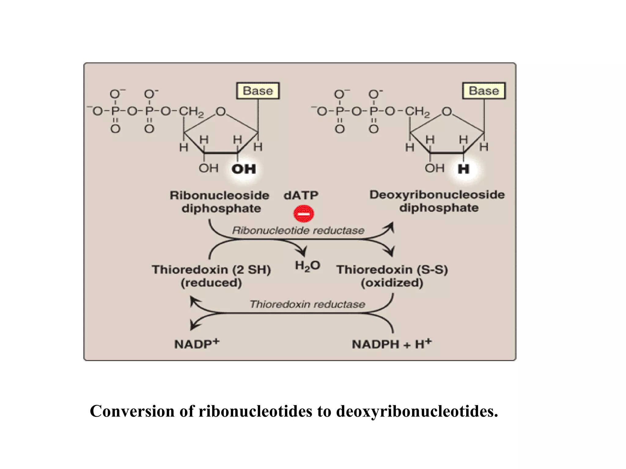 Conversion of ribonucleotides to deoxyribonucleotides.