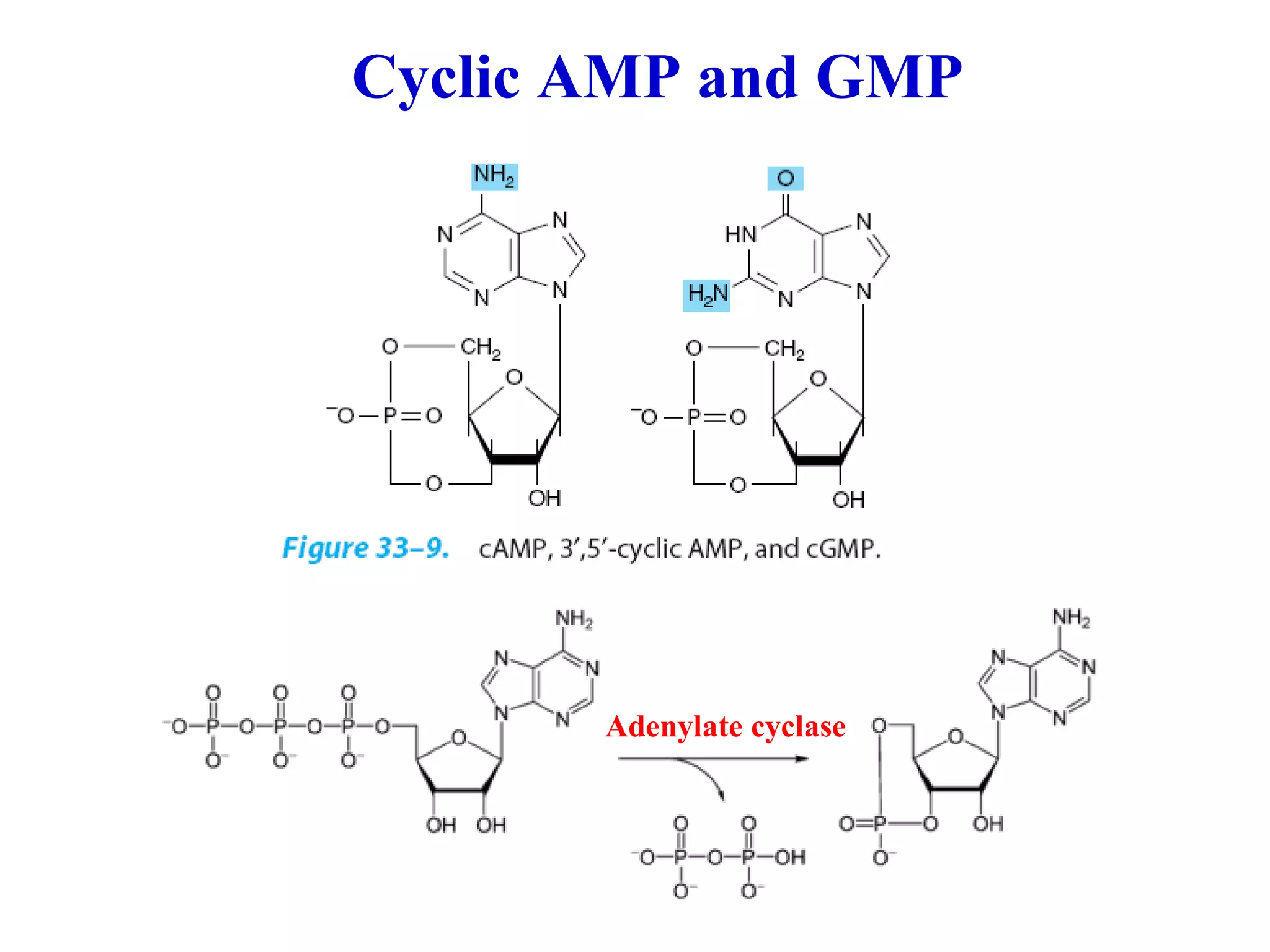 Cyclic AMP and GMP Adenylate cyclase