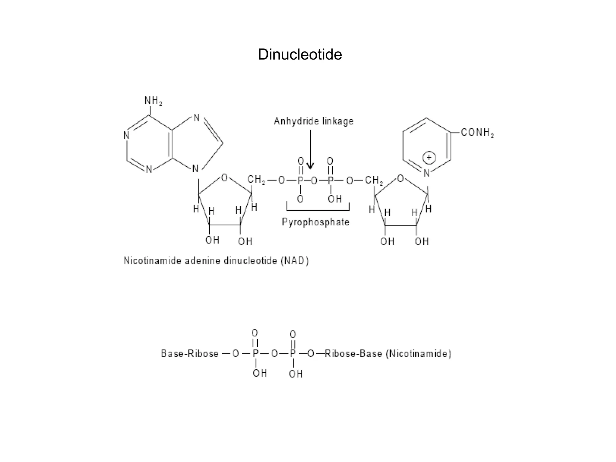 Dinucleotide