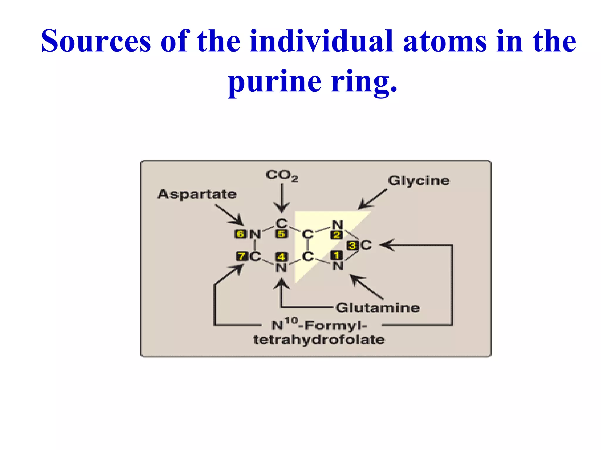 Sources of the individual atoms in the purine ring.