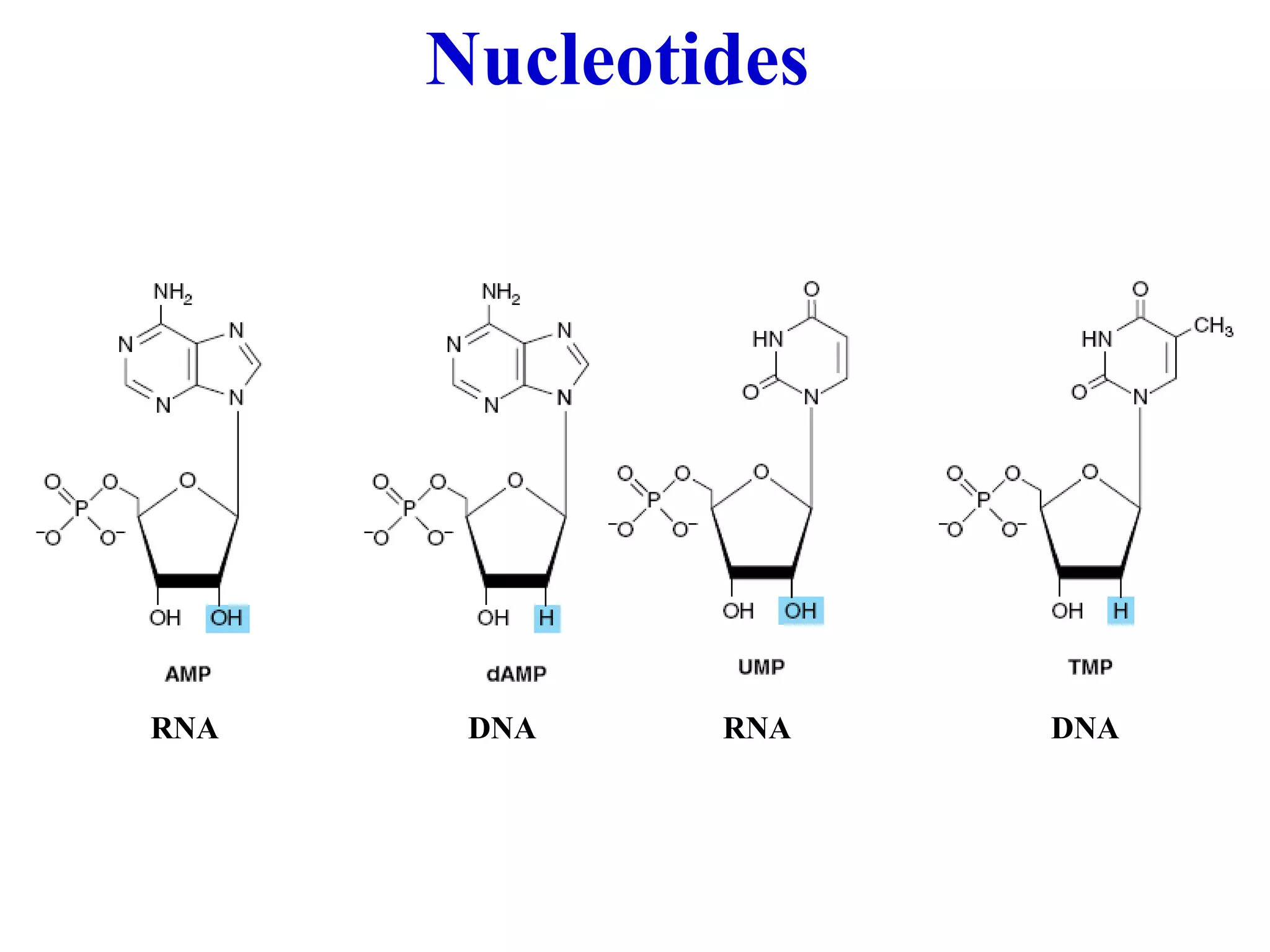 Nucleotides RNA RNA DNA DNA