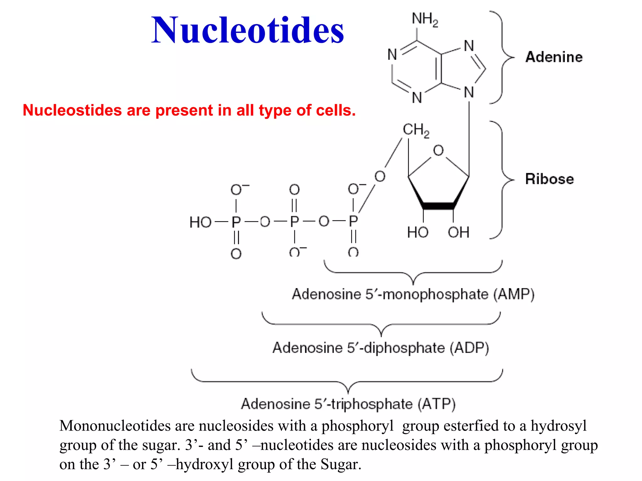 Mononucleotides are nucleosides with a phosphoryl group esterfied to a hydrosyl group of the sugar. 3’- and 5’ –nucleotides are nucleosides with a phosphoryl group on the 3’ – or 5’ –hydroxyl group of the Sugar. Nucleotides Nucleostides are present in all type of cells.