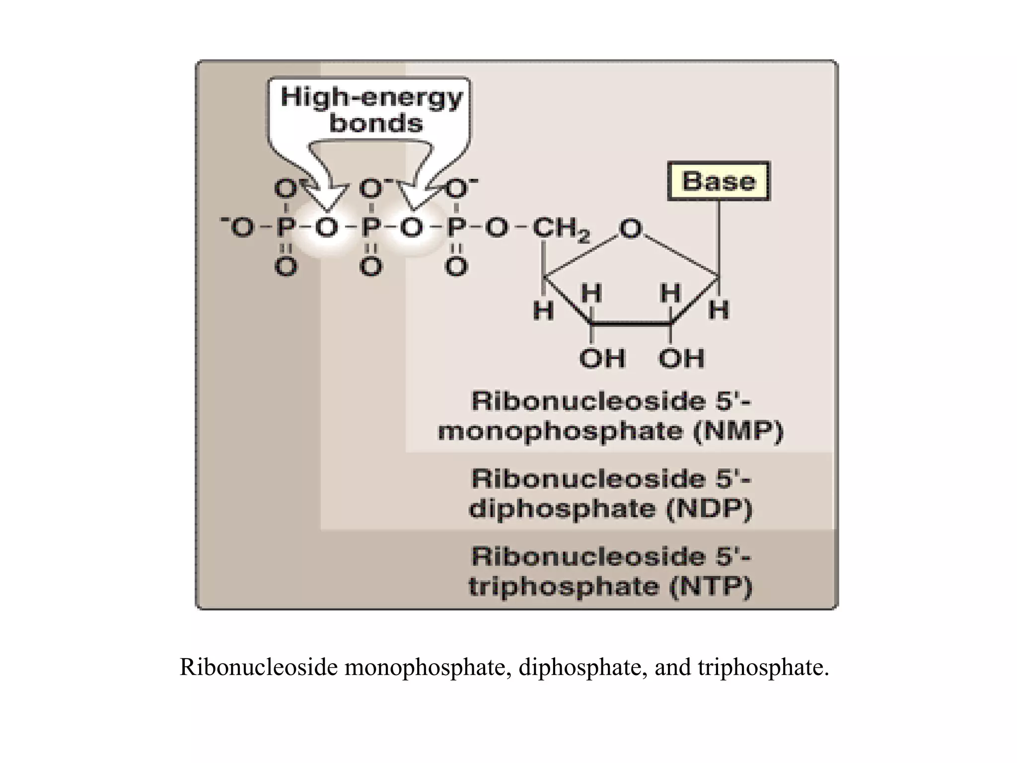 Ribonucleoside monophosphate, diphosphate, and triphosphate.
