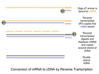 Double strand cDNA AAAAA TTTTT RT RT RT Oligo dT primer is bound to  mRNA Reverse transcriptase (RT) copies first  cDNA  strand Reverse transcriptase digests and displaces mRNA and copies second strand of cDNA Conversion of mRNA to cDNA by Reverse Transcription AAAAA TTTTT AAAAA TTTTT 