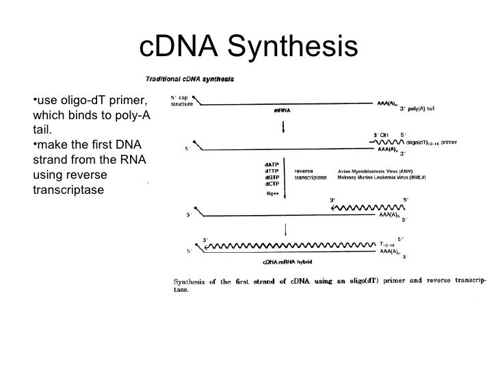 cdna systhesis The rna metabolism these four enzymes gets assembled into infectious virion particles where they deaminate cytidine residues in the viral cdna resulting in. cdna systhesis The rna metabolism these four enzymes gets assembled into infectious virion particles where they deaminate cytidine residues in the viral cdna resulting in.
