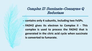 – contains only 4 subunits, including two FeSPs.
– FADH2 gives its electron to Complex II - This
complex is used to process the FADH2 that is
generated in the citric acid cycle when succinate
is converted to fumarate.
 