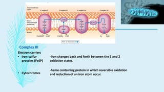 Complex III
Electron carriers
• Iron-sulfur
proteins (FeSP)
• Cytochromes
-iron changes back and forth between the 3 and 2
oxidation states.
-heme containing protein in which reversible oxidation
and reduction of an iron atom occur.
 