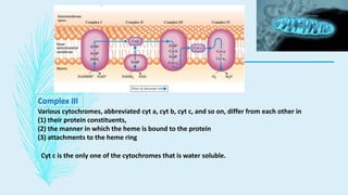 Complex III
Various cytochromes, abbreviated cyt a, cyt b, cyt c, and so on, differ from each other in
(1) their protein constituents,
(2) the manner in which the heme is bound to the protein
(3) attachments to the heme ring
Cyt c is the only one of the cytochromes that is water soluble.
 