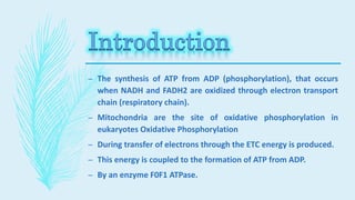 – The synthesis of ATP from ADP (phosphorylation), that occurs
when NADH and FADH2 are oxidized through electron transport
chain (respiratory chain).
– Mitochondria are the site of oxidative phosphorylation in
eukaryotes Oxidative Phosphorylation
– During transfer of electrons through the ETC energy is produced.
– This energy is coupled to the formation of ATP from ADP.
– By an enzyme F0F1 ATPase.
 