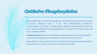 – The establishment of the proton gradient is dependent upon electron transport.
If electron transport stops or if the inner mitochondrial membrane’s
impermeability to protons is compromised, oxidative phosphorylation will not
occur because without the proton gradient to drive the ATP synthase, there will
be no synthesis of ATP.
– Coupled reactions are pairs of biochemical reactions that occur concurrently in
which energy released by one reaction is used in the other reaction.
– Some of the H+ ions crossing the inner mitochondrial membrane come from the
reduced electron carriers, and some come from the matrix
 