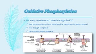 – For every two electrons passed through the ETC;
 four protons cross the inner mitochondrial membrane through complex I
 four through complex III
 two more through complex IV
 