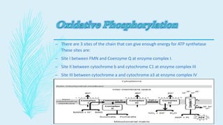 – There are 3 sites of the chain that can give enough energy for ATP synthetase
These sites are:
– Site I between FMN and Coenzyme Q at enzyme complex I.
– Site II between cytochrome b and cytochrome C1 at enzyme complex III
– Site III between cytochrome a and cytochrome a3 at enzyme complex IV
 