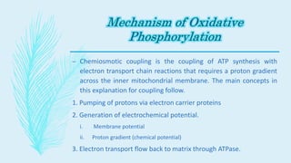 – Chemiosmotic coupling is the coupling of ATP synthesis with
electron transport chain reactions that requires a proton gradient
across the inner mitochondrial membrane. The main concepts in
this explanation for coupling follow.
1. Pumping of protons via electron carrier proteins
2. Generation of electrochemical potential.
i. Membrane potential
ii. Proton gradient (chemical potential)
3. Electron transport flow back to matrix through ATPase.
 