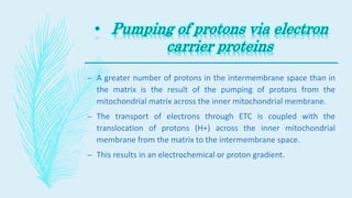 – A greater number of protons in the intermembrane space than in
the matrix is the result of the pumping of protons from the
mitochondrial matrix across the inner mitochondrial membrane.
– The transport of electrons through ETC is coupled with the
translocation of protons (H+) across the inner mitochondrial
membrane from the matrix to the intermembrane space.
– This results in an electrochemical or proton gradient.
 