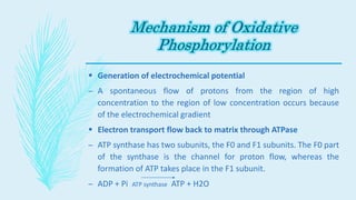  Generation of electrochemical potential
– A spontaneous flow of protons from the region of high
concentration to the region of low concentration occurs because
of the electrochemical gradient
 Electron transport flow back to matrix through ATPase
– ATP synthase has two subunits, the F0 and F1 subunits. The F0 part
of the synthase is the channel for proton flow, whereas the
formation of ATP takes place in the F1 subunit.
– ADP + Pi ATP synthase ATP + H2O
 