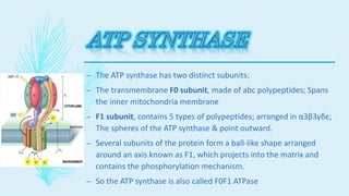 – The ATP synthase has two distinct subunits:
– The transmembrane F0 subunit, made of abc polypeptides; Spans
the inner mitochondria membrane
– F1 subunit, contains 5 types of polypeptides; arranged in α3β3γδε;
The spheres of the ATP synthase & point outward.
– Several subunits of the protein form a ball-like shape arranged
around an axis known as F1, which projects into the matrix and
contains the phosphorylation mechanism.
– So the ATP synthase is also called F0F1 ATPase
 